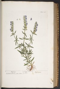 اللوحة 296 من A Curious Herbal بواسطة إليزابيث بلاكويل