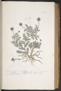 اللوحة 298 من A Curious Herbal بواسطة إليزابيث بلاكويل