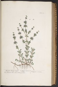 اللوحة 303 من A Curious Herbal بواسطة إليزابيث بلاكويل