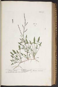 اللوحة 307 من A Curious Herbal بواسطة إليزابيث بلاكويل