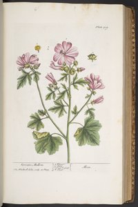 اللوحة 309 من A Curious Herbal بواسطة إليزابيث بلاكويل