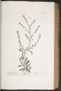 اللوحة 312 من A Curious Herbal بواسطة إليزابيث بلاكويل