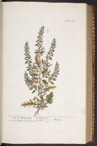 اللوحة 314 من A Curious Herbal بواسطة إليزابيث بلاكويل