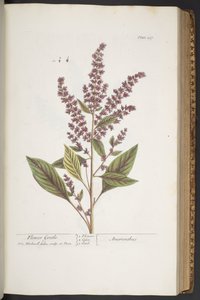 اللوحة 317 ، Flower Gentle ، أو Amaranthus ، من "A Curious Herbal" بواسطة إليزابيث بلاكويل