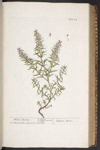 اللوحة 318 من A Curious Herbal بواسطة إليزابيث بلاكويل