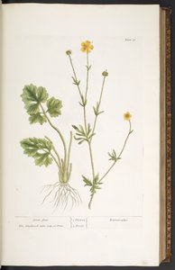 اللوحة 31 ، Crow Foot ، من "A Curious Herbal" بواسطة إليزابيث بلاكويل