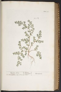 اللوحة 320 من A Curious Herbal بواسطة إليزابيث بلاكويل