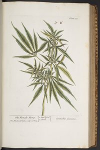 اللوحة 322 القنب الأنثوي من A Curious Herbal بواسطة إليزابيث بلاكويل