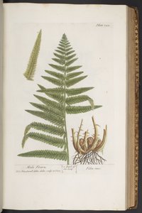 اللوحة 323 من A Curious Herbal بواسطة إليزابيث بلاكويل