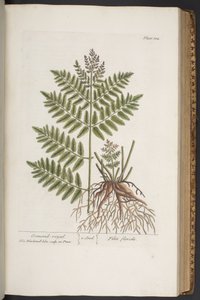 اللوحة 324 من A Curious Herbal بواسطة إليزابيث بلاكويل