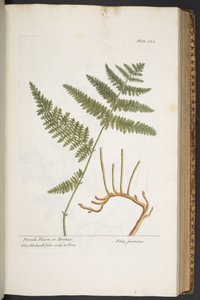 اللوحة 325 من A Curious Herbal بواسطة إليزابيث بلاكويل
