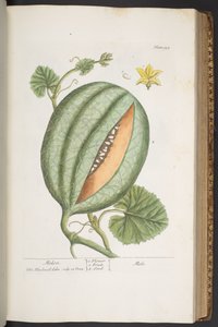اللوحة 329 من A Curious Herbal بواسطة إليزابيث بلاكويل