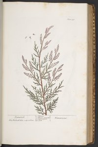 اللوحة 331 من A Curious Herbal بواسطة إليزابيث بلاكويل