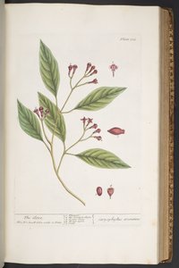 اللوحة 338 من A Curious Herbal بواسطة إليزابيث بلاكويل
