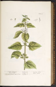 اللوحة 33 ، نبات القراص الأبيض ، رئيس الملائكة الميت ، من "A Curious Herbal" بواسطة إليزابيث بلاكويل