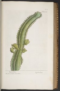 اللوحة 340 من "A Curious Herbal" بواسطة إليزابيث بلاكويل