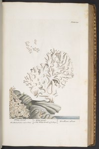 اللوحة 343 من A Curious Herbal بواسطة إليزابيث بلاكويل