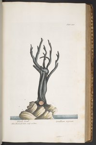 اللوحة 344 من A Curious Herbal بواسطة إليزابيث بلاكويل