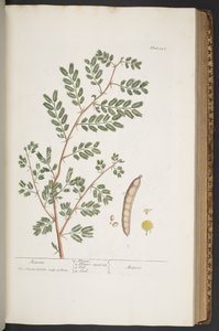 اللوحة 345 من A Curious Herbal بواسطة إليزابيث بلاكويل