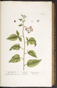 اللوحة 34 ، Woody Night-Shade ، Bitter Sweet ، من "A Curious Herbal" بواسطة إليزابيث بلاكويل