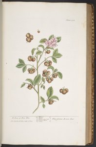 اللوحة 352 من A Curious Herbal بواسطة إليزابيث بلاكويل