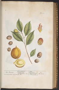 اللوحة 353 من A Curious Herbal بواسطة إليزابيث بلاكويل