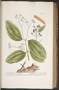 اللوحة 354 من A Curious Herbal بواسطة إليزابيث بلاكويل