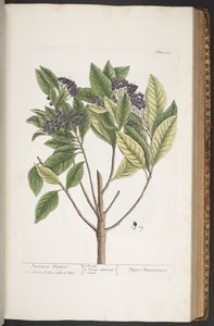 اللوحة 355 من A Curious Herbal بواسطة إليزابيث بلاكويل