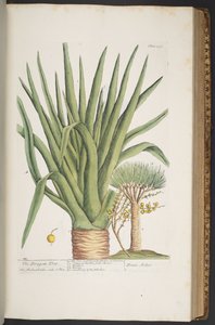 اللوحة 358 من A Curious Herbal بواسطة إليزابيث بلاكويل