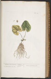 اللوحة 359 من A Curious Herbal بواسطة إليزابيث بلاكويل