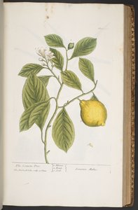 اللوحة 362 من A Curious Herbal بواسطة إليزابيث بلاكويل