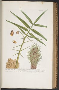 اللوحة 363 من A Curious Herbal بواسطة إليزابيث بلاكويل