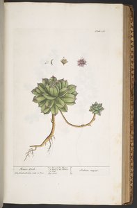 اللوحة 366 من A Curious Herbal بواسطة إليزابيث بلاكويل