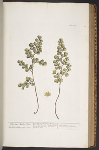 اللوحة 367 من A Curious Herbal بواسطة إليزابيث بلاكويل