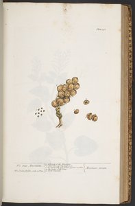 اللوحة 371 من A Curious Herbal بواسطة إليزابيث بلاكويل