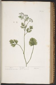 اللوحة 374 من A Curious Herbal بواسطة إليزابيث بلاكويل