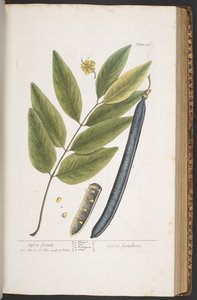 اللوحة 381 من A Curious Herbal بواسطة إليزابيث بلاكويل