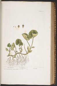 اللوحة 383 من A Curious Herbal بواسطة إليزابيث بلاكويل