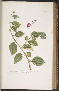 اللوحة 388 من A Curious Herbal بواسطة إليزابيث بلاكويل
