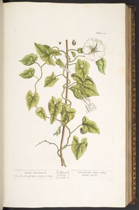 اللوحة 38 ، الحشيش العظيم ، من "A Curious Herbal" بواسطة إليزابيث بلاكويل