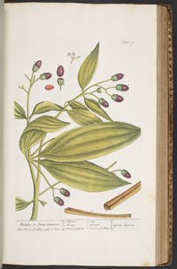 اللوحة 391 من A Curious Herbal بواسطة إليزابيث بلاكويل