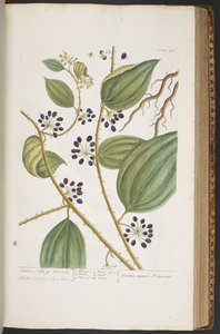 اللوحة 393 من A Curious Herbal بواسطة إليزابيث بلاكويل