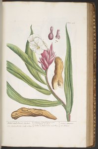 اللوحة 394 من A Curious Herbal بواسطة إليزابيث بلاكويل
