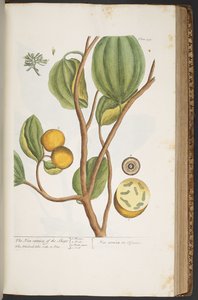 اللوحة 395 من A Curious Herbal بواسطة إليزابيث بلاكويل