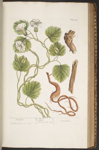 اللوحة 397 من A Curious Herbal بواسطة إليزابيث بلاكويل