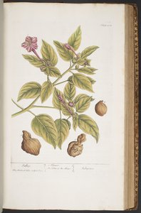 اللوحة 404 من A Curious Herbal بواسطة إليزابيث بلاكويل