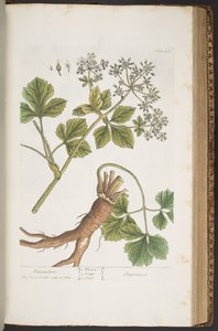 اللوحة 408 ، الإسكندر ، من "A Curious Herbal" بواسطة إليزابيث بلاكويل