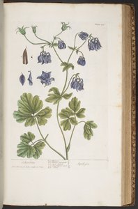 اللوحة 409 من A Curious Herbal بواسطة إليزابيث بلاكويل