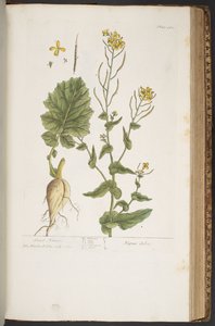 اللوحة 410 من A Curious Herbal بواسطة إليزابيث بلاكويل