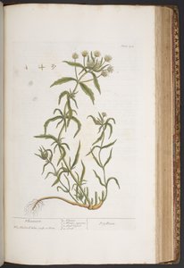 اللوحة 412 من A Curious Herbal بواسطة إليزابيث بلاكويل